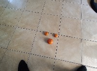 Citrus classify project thumbnail