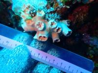 Coral detection project thumbnail