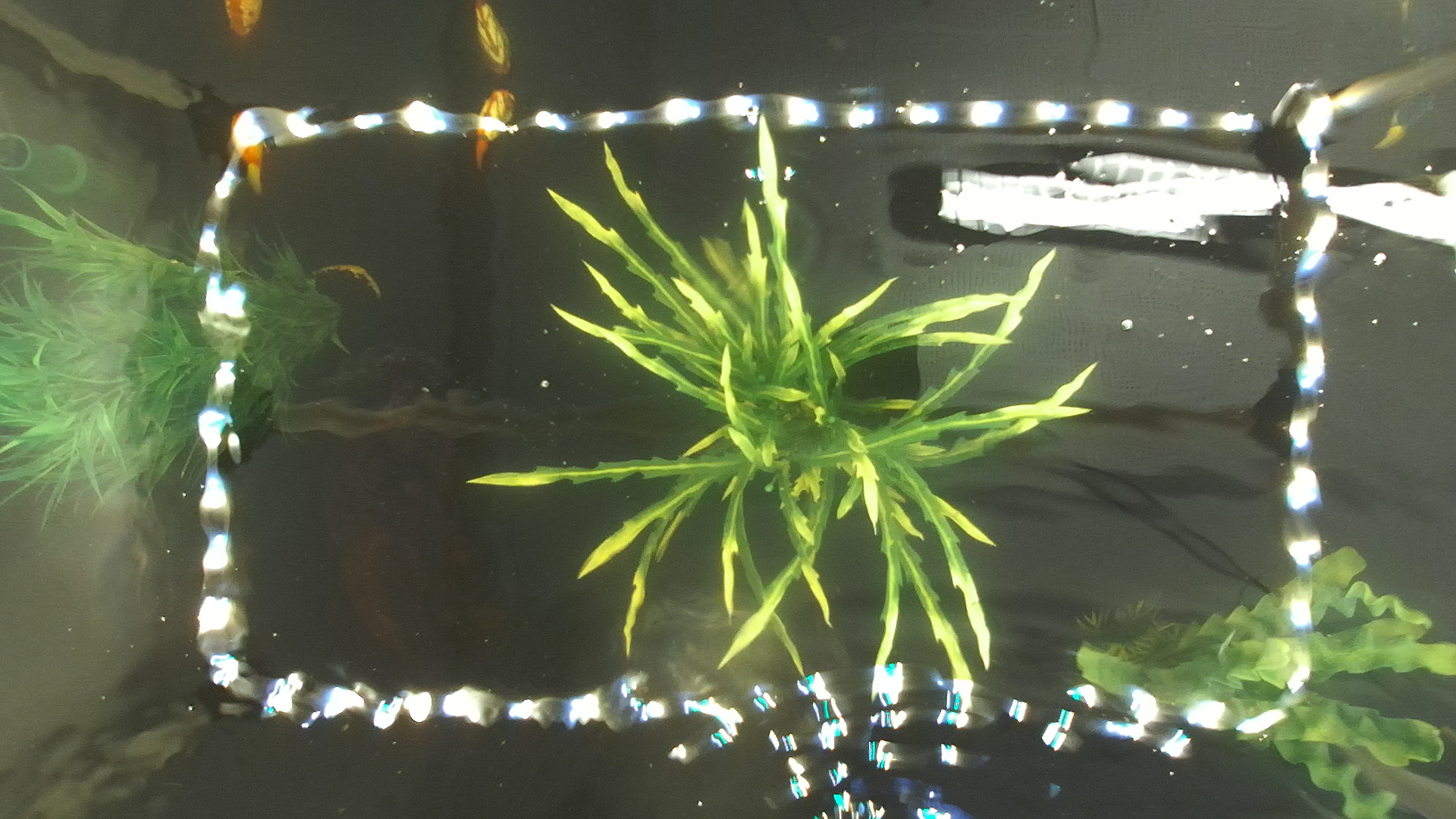 Fish Task Aquarium Fish Object Detection Model by Aquarium Fish