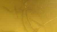 Underwater 2 project thumbnail