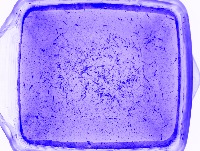 real_testing_3_imgs_bien_etqtds project thumbnail