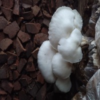 mushrooms cultivation project thumbnail