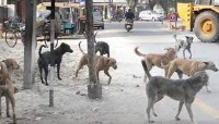 dogs project thumbnail