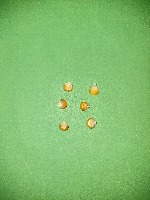 jagung_yolo project thumbnail