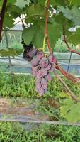 grape project thumbnail