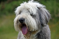 dog_speci project thumbnail