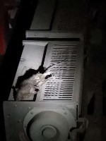 animal project thumbnail