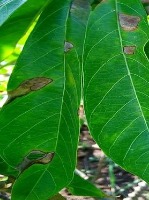 Cassava project thumbnail