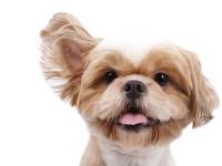 dog_cat_project project thumbnail