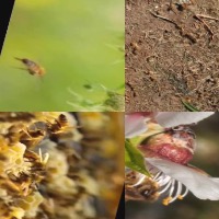 Bees2 project thumbnail