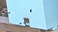 Bee4 project thumbnail