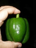 vegetable project thumbnail