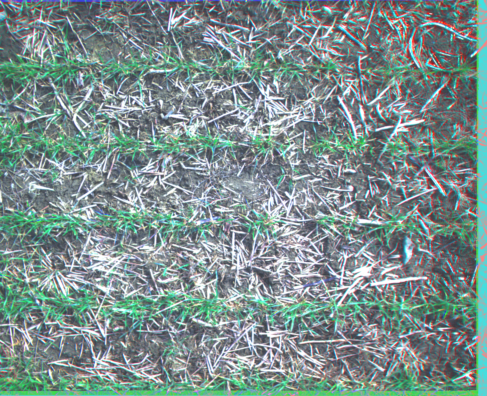 RGB-Weed-combined-April Object Detection Dataset by Weed