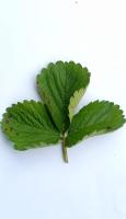 Penyakit Daun Strawberry project thumbnail