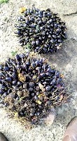 palm-oil project thumbnail