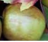 Apple disease classification project thumbnail