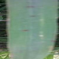 Rice-Brown Spot project thumbnail