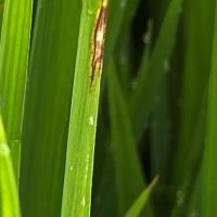 Rice disease project thumbnail