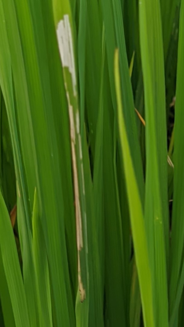Paddy Leaf Disease Detection Object Detection Model by AIWorkspace
