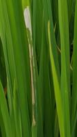 Paddy Leaf Disease Detection project thumbnail