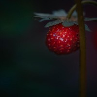 strawberry project thumbnail