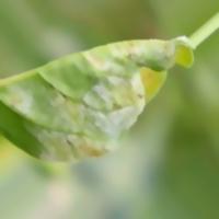 Chilli Leaf Disease project thumbnail
