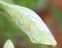 Chilli Plant Disease project thumbnail