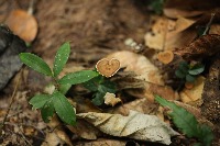 mushroom 1 project thumbnail