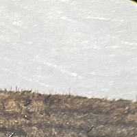 eggs-aedes-egypti-4 project thumbnail