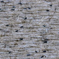 eggs-aedes-aegypti project thumbnail
