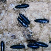 eggs-aedes-aegypti-2 project thumbnail