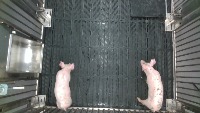 Pig Finder-New Project project thumbnail