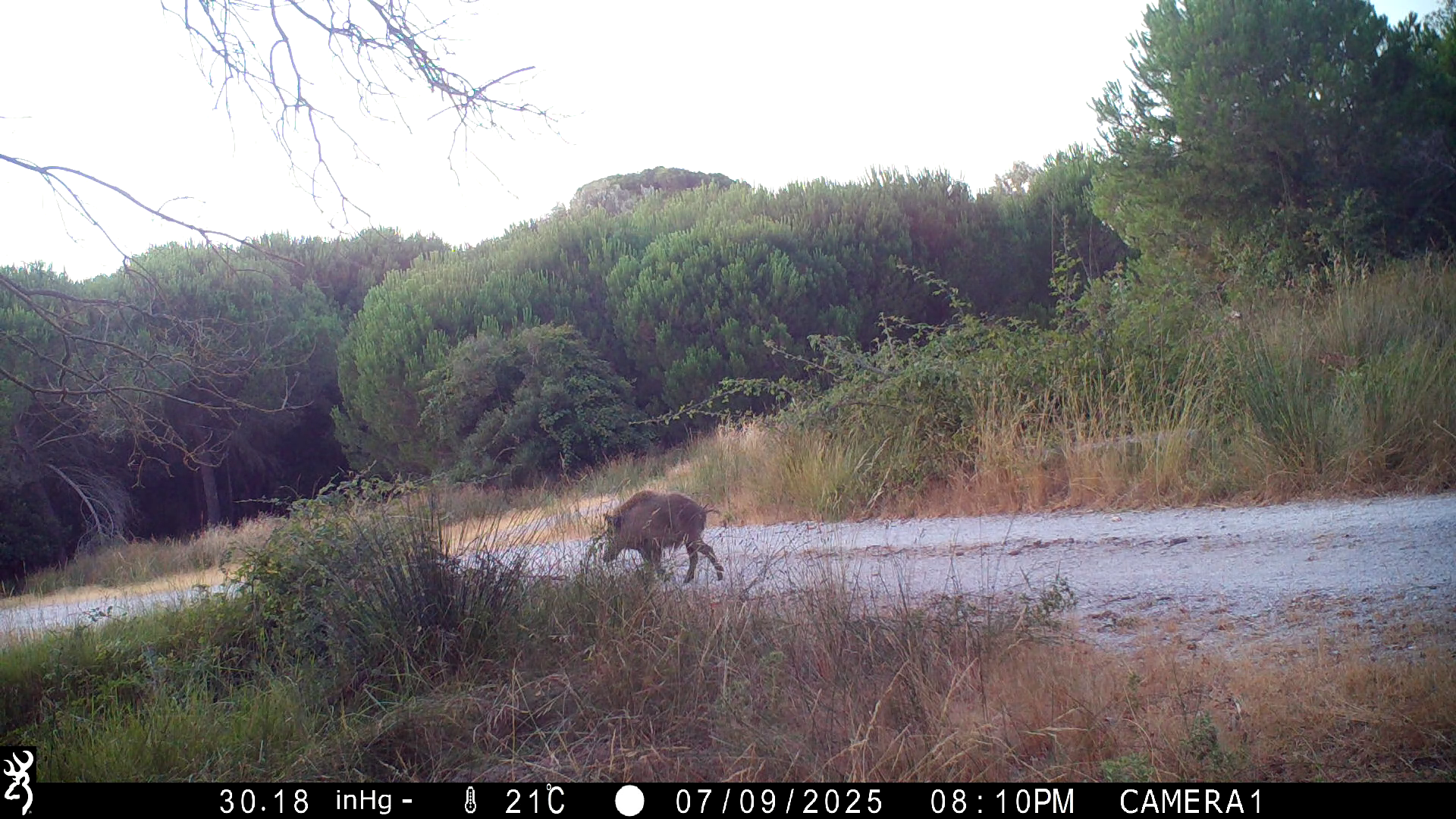 Test_Set Object Detection Dataset by wildlifedataset