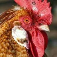 Fowlpox project thumbnail