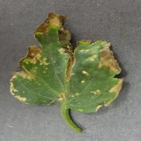 Tomato Leaf Classification project thumbnail
