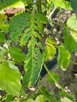 Dataset Image