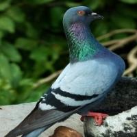 pigeon_detector_V3 project thumbnail