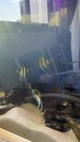 Fish Tracking v1 project thumbnail