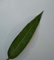 Leaf disease monitoring  project thumbnail