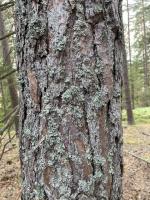 Trees dataset project thumbnail