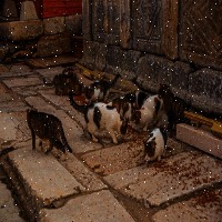 Dataset Image
