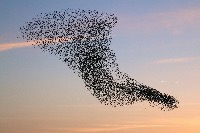 Counting Birds project thumbnail