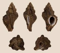 Shell-Dex project thumbnail
