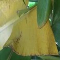 Banana_ project thumbnail