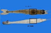 Shrimp Disease Classification project thumbnail