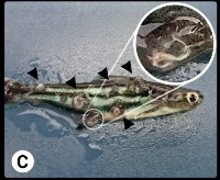 Pangasius Disease Classification project thumbnail