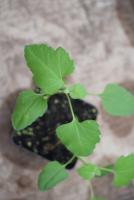 West Texas Weed Detection project thumbnail