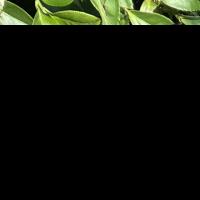 yolo_tea_60 project thumbnail