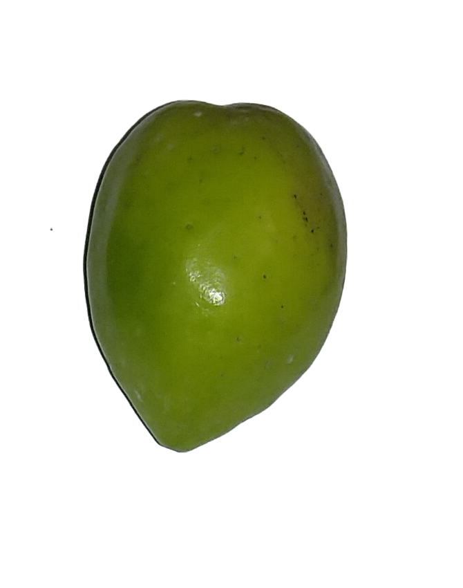 olive_Classification_crop Classification Dataset by Dataset