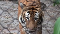 Wildlife project thumbnail